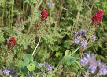 Øko-Vildt- & biblanding, 10kg